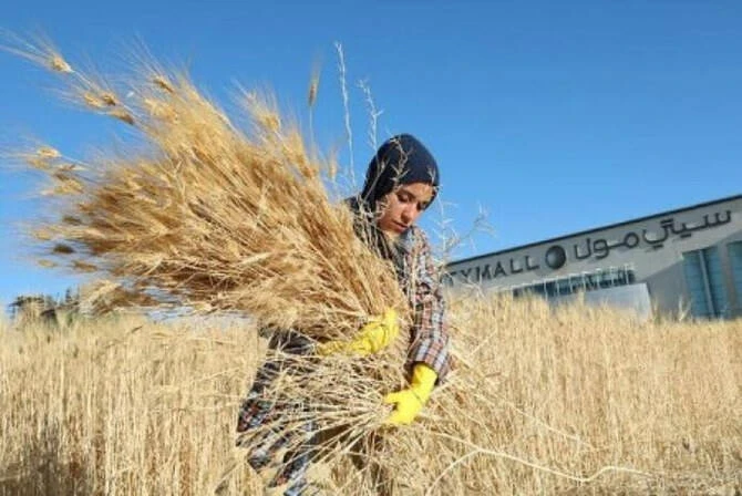 الأردن يطرح مناقصة دولية لشراء 120 ألف طن من شعير الأعلاف